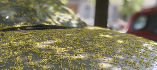 Pollen – The Silent Destroyer